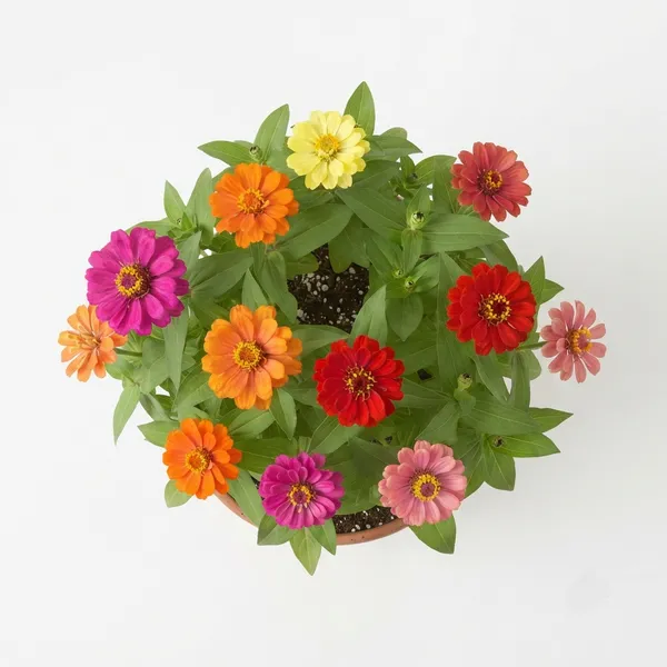 Zinnia_Flowering_Live_Plant_In_Terracotta_Pot