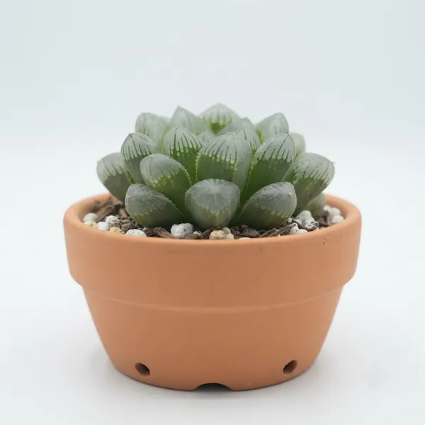 Haworthia_Succulent_Live_Plant_In_Terracotta_Pot