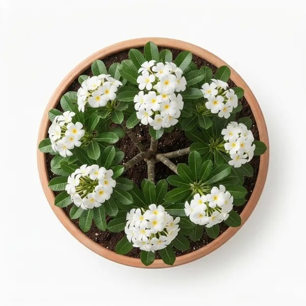 Kat_Golap_White_Flowering_Live_Plant_In_Terracotta_Pot