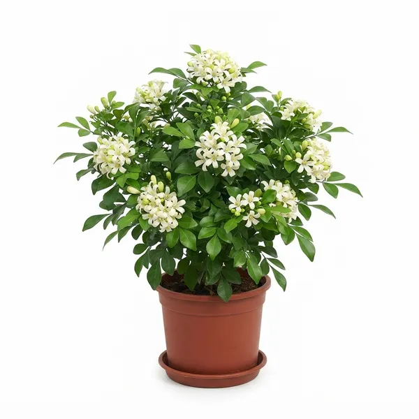 Madhu_Kamini_White_Flowering_Live_Plant