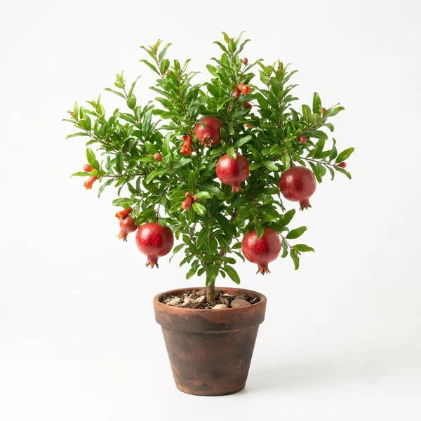 Pomegranate_Live_Fruit_Plant