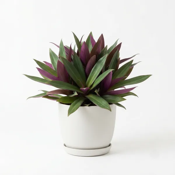 Rhoeo_Green_Purple_Live_Foliage_Plant