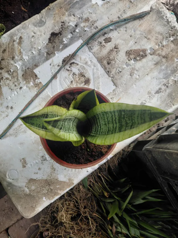 Yellow_Edge_Snake_Live_Indoor_Plant_With_Variegated_Leaves