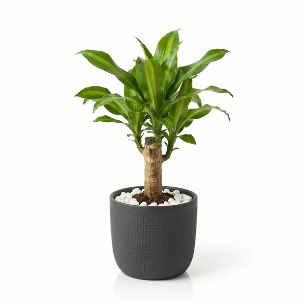 Dracaena_Lucky_Wood_Live_Indoor_Plant_In_Black_Planter