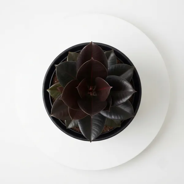 Rubber_Live_Indoor_Plant_In_Black_Matte_Planter
