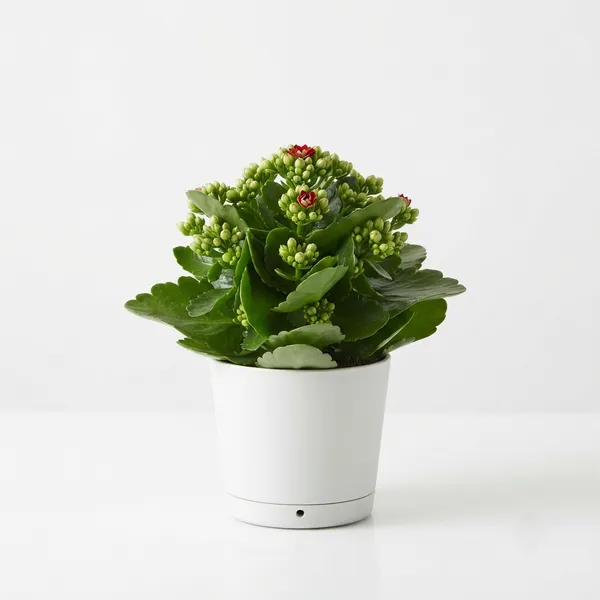Kalanchoe_Red_Flowering_Live_Plant_In_White_Pot