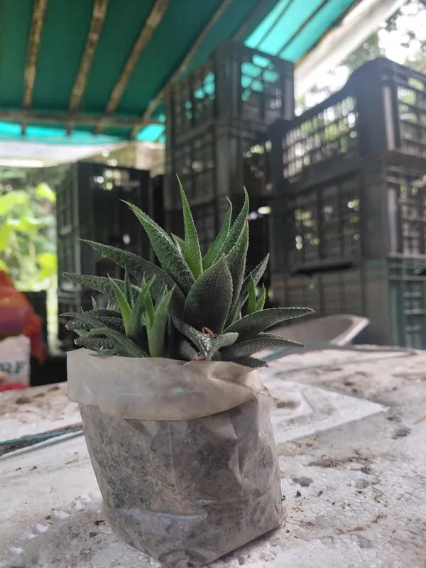Haworthia_Succulent_Rosette_Live_Plant