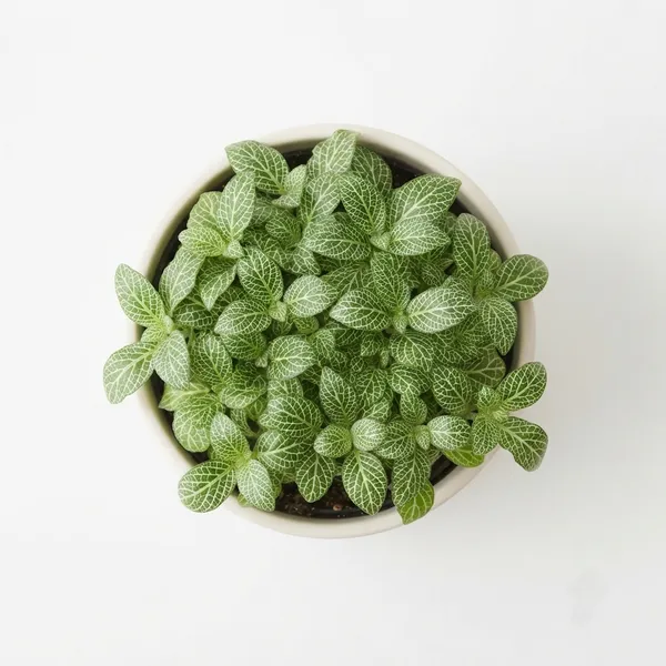 Green_Fittonia_White-Veined_Live_Indoor_Ornamental_Plant