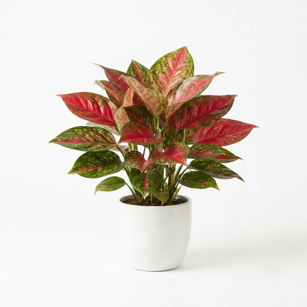 Aglaonema_Pink_Variegated_Live_Indoor_Plant_In_White_Planter