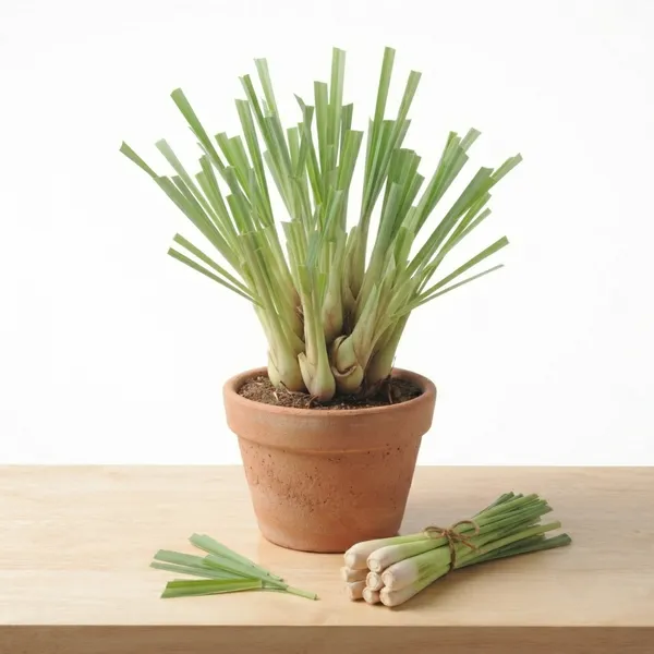 Lemongrass_Live_Aromatic_Indoor_Ornamental_Plant