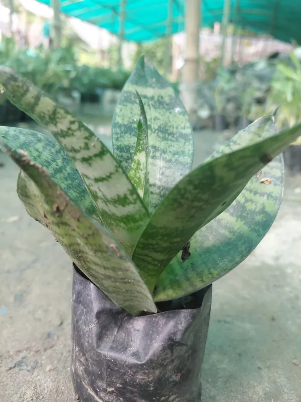 Green_Snake_Live_Indoor_Plant_In_Nursery_Grow_Bag