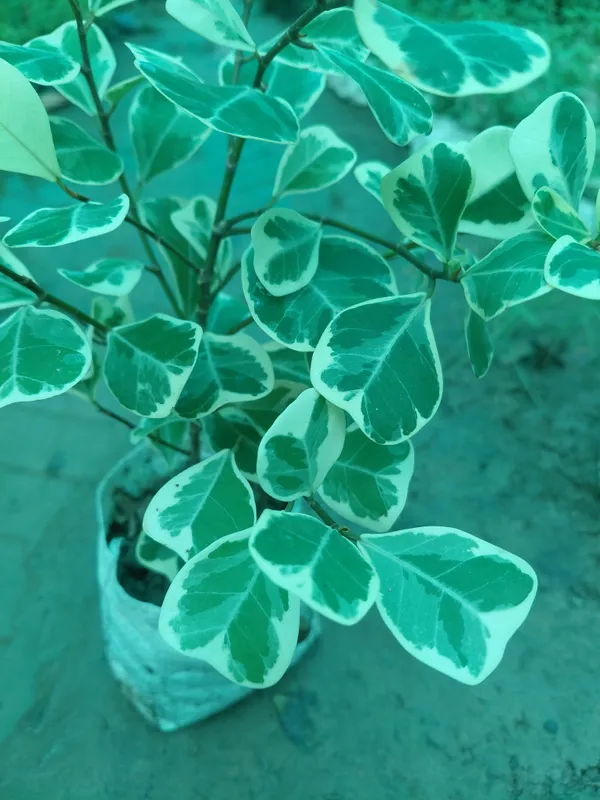 Sweet_Heart_Variegated_Cream_Green_Foliage_Live_Plant