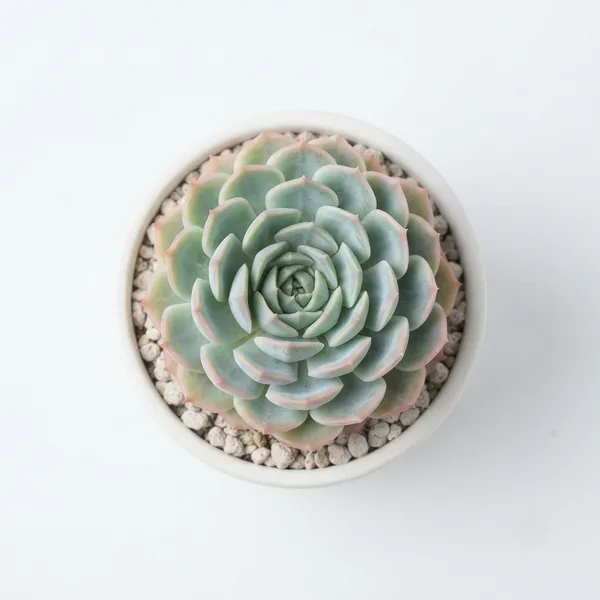 Mexican_Snowball_Rosette_Succulent_Live_Plant