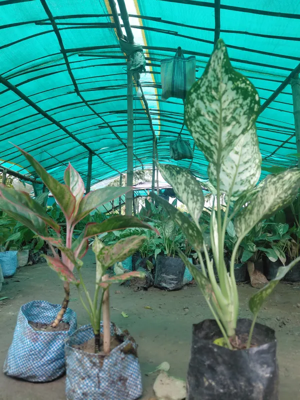 Variegated_Ornamental_Live_Foliage_Plant
