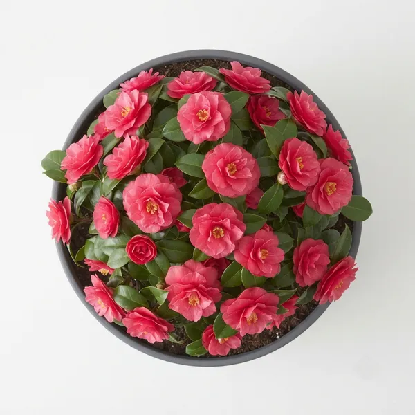 Camellia_Pink_Flowering_Live_Plant_In_Grey_Planter