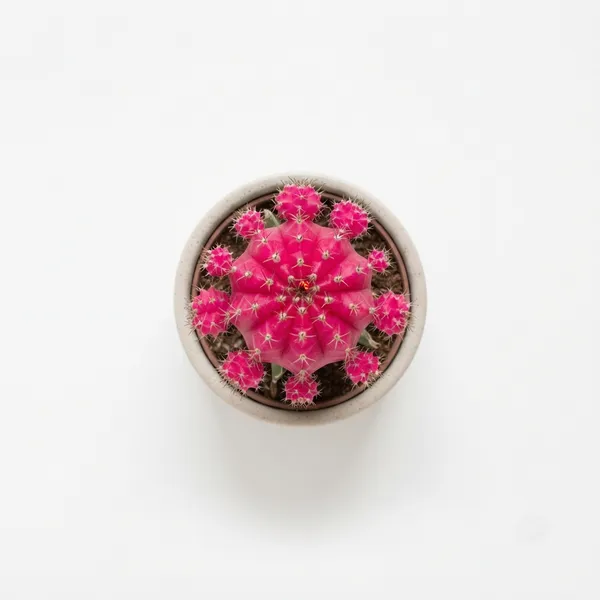 Pink_Grafted_Moon_Cactus_Live_Plant_In_Ceramic_Pot