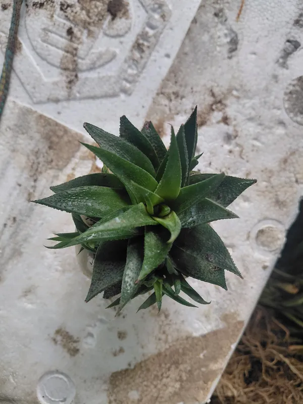 Haworthia_Succulent_Rosette_Live_Plant