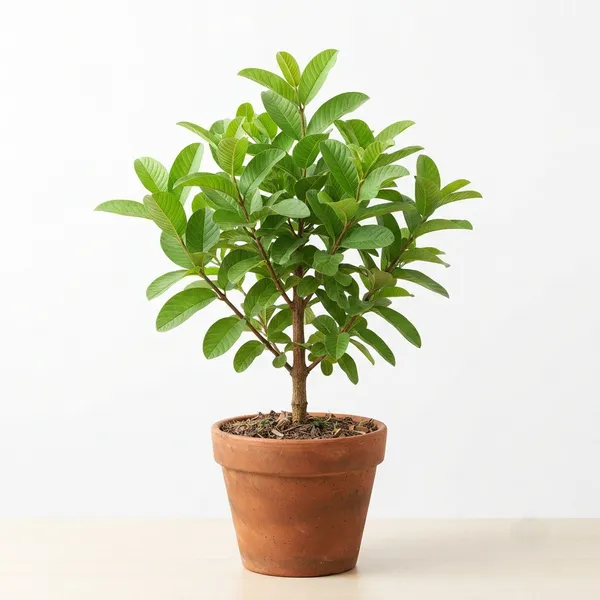 Guava_Fruit_Plant_In_Terracotta_Pot_-_Live_Specimen