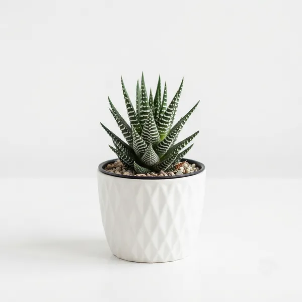 Zebra_Cactus_Succulent_Live_Plant_In_White_Textured_Pot