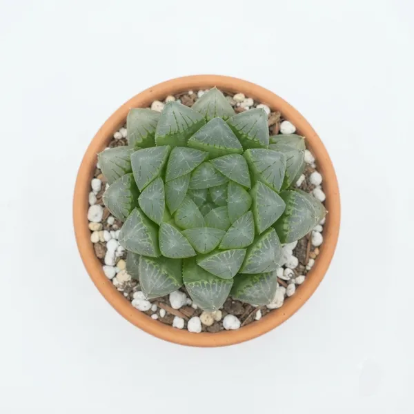 Haworthia_Succulent_Live_Plant_In_Terracotta_Pot