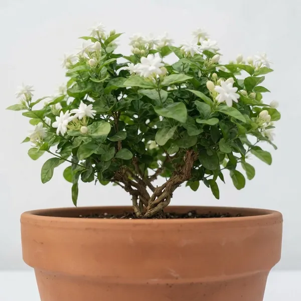 White_Jasmine_Live_Flowering_Plant_In_Terracotta_Pot