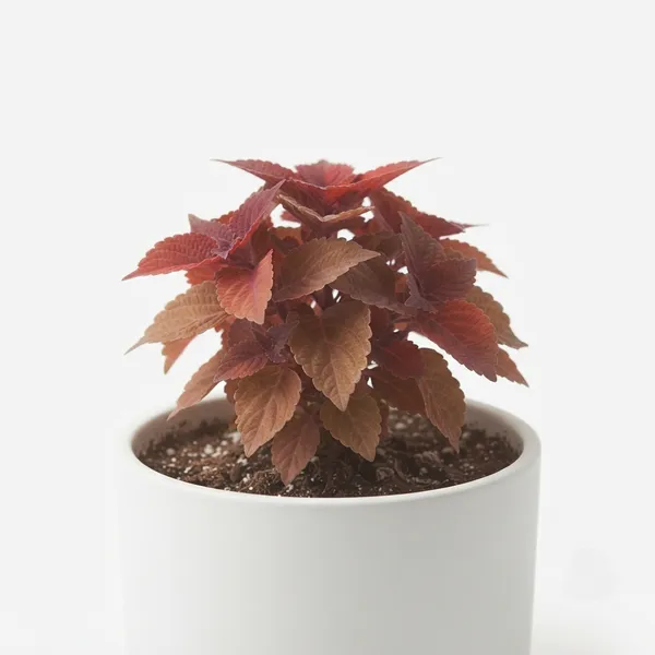 Red_Coleus_Live_Ornamental_Garden_Plant