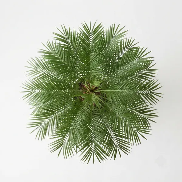 Palm_Live_Indoor_Ornamental_Plant