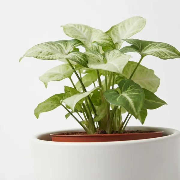 Aglaonema_White_Variegated_Live_Indoor_Plant_In_White_Planter