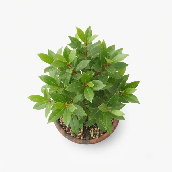 Lal_Chanda_Live_Foliage_Plant_In_Terracotta_Pot