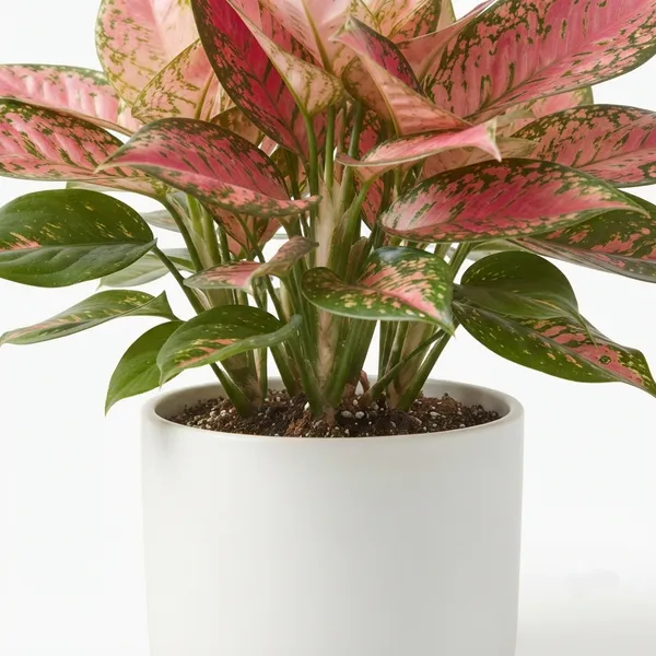 Aglaonema_Pink_Variegated_Live_Indoor_Plant_In_White_Planter