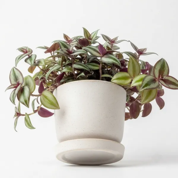 Inch_Plant_Live_Trailing_Variegated_Foliage_Plant