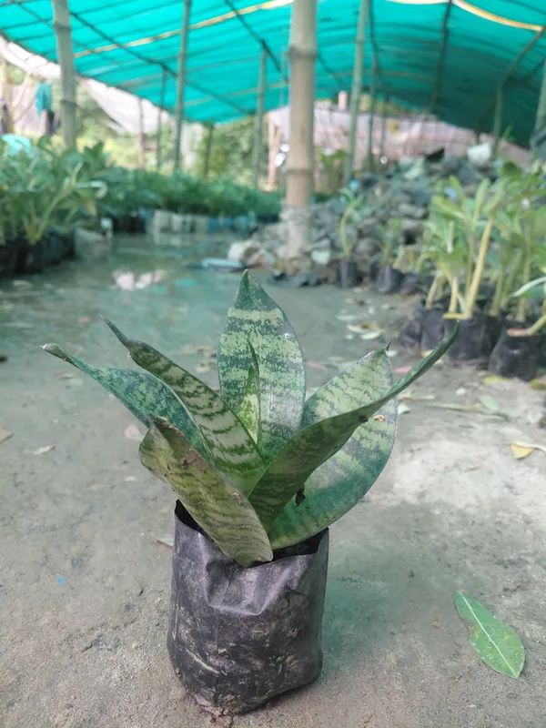 Green_Snake_Live_Indoor_Plant_In_Nursery_Grow_Bag