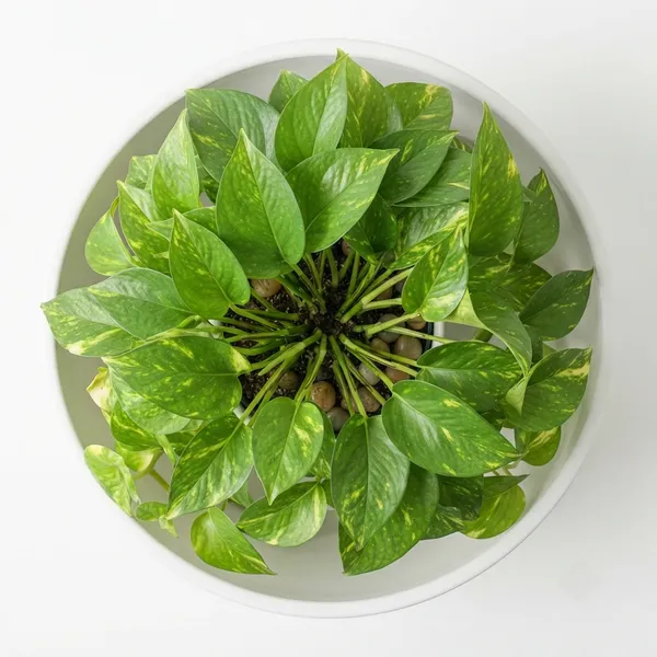 Golden_Pothos_Yellow_Variegated_Trailing_Live_Plant