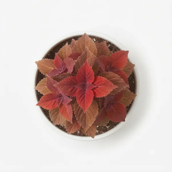 Red_Coleus_Live_Ornamental_Garden_Plant