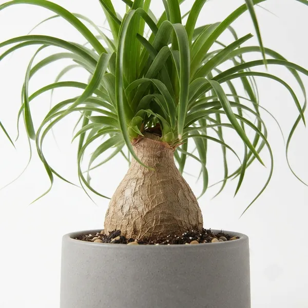 Ponytail_Palm_Live_Indoor_Plant_In_Grey_Planter