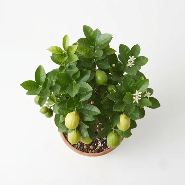 Gondhoraj_Lemon_Aromatic_Plant_-_Live_Well-Rooted_Specimen