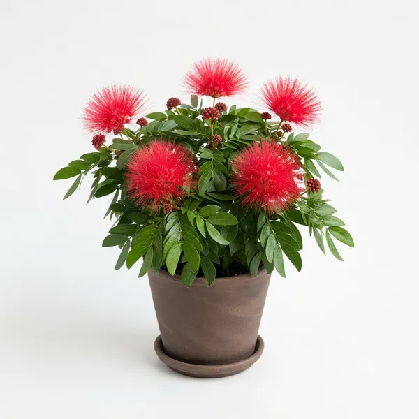 Red_Powderpuff_Flowering_Live_Plant