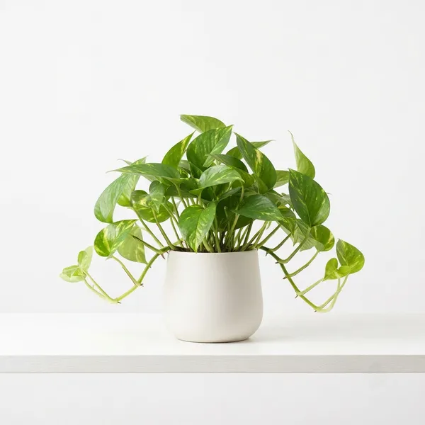 Money_Plant_Trailing_Live_Indoor_Plant_In_White_Planter