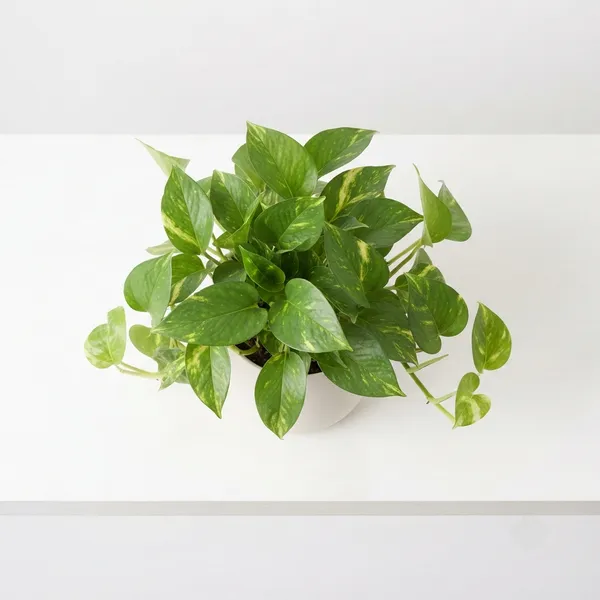 Money_Plant_Trailing_Live_Indoor_Plant_In_White_Planter