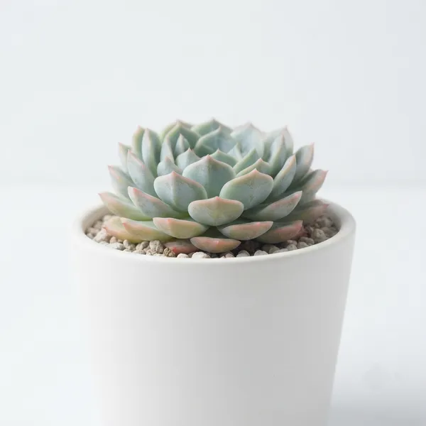 Mexican_Snowball_Rosette_Succulent_Live_Plant