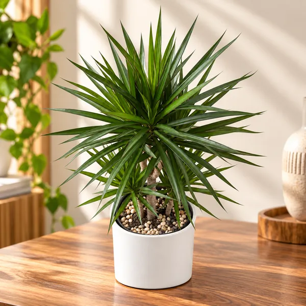 Dracaena_Marginata_Live_Indoor_Ornamental_Plant