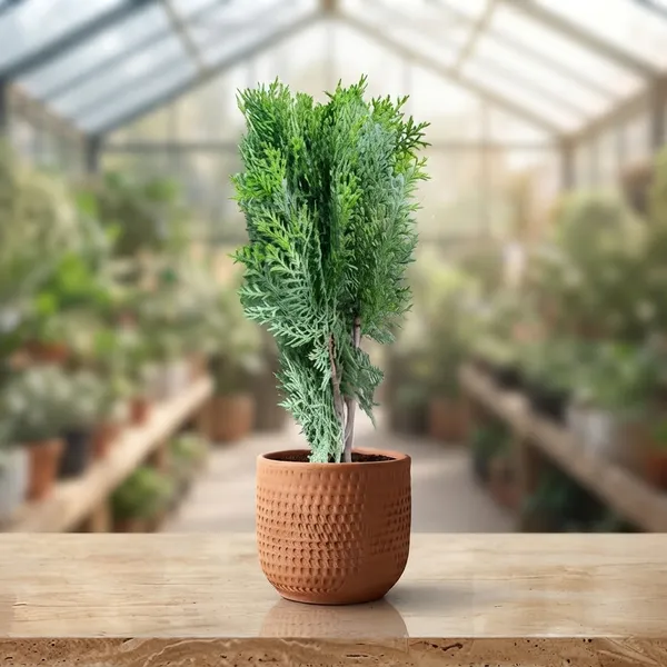 Morpankhi_Jhaw_Arborvitae_Live_Plant_In_Terracotta_Pot
