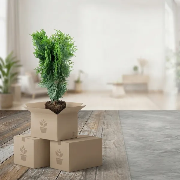 Morpankhi_Jhaw_Arborvitae_Live_Plant_In_Terracotta_Pot
