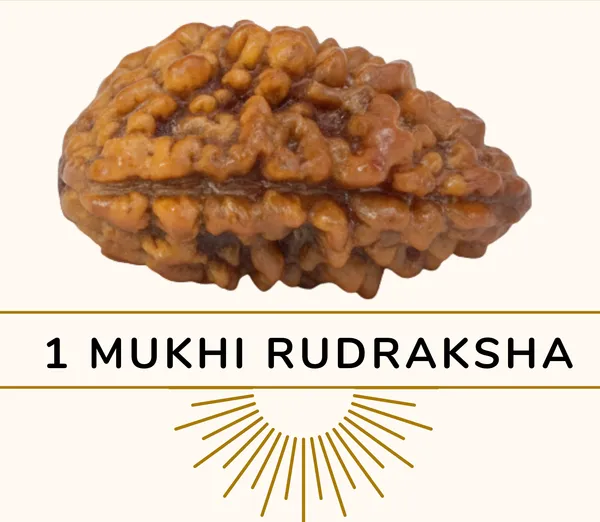 Astrobj_1_Mukhi_Rudraksha_Kaju_Dana_Nepali