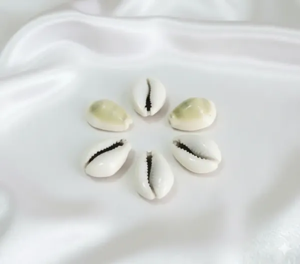Astrobj_Energized_Cowrie_Shell_Beads_Set_Of_5_-_Pack_of_4
