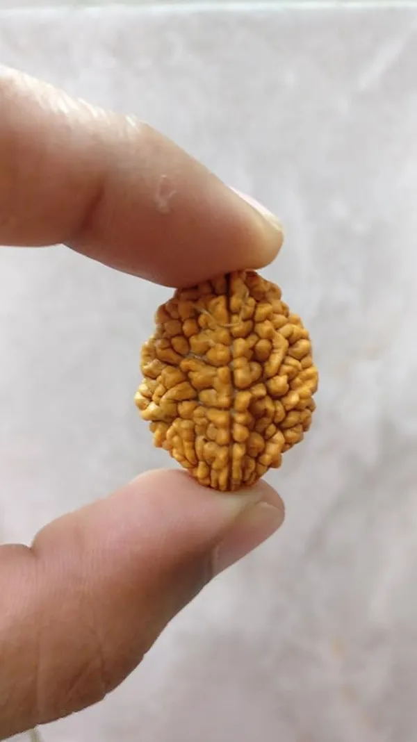 Astrobj_2_Mukhi_Nepali_Rudraksha_Lab_Certified_-_Pack_of_2
