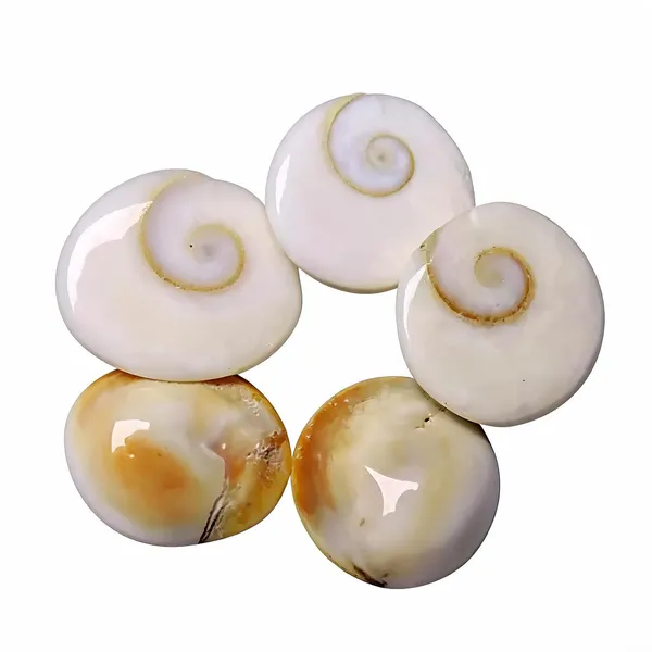 Astrobj_Gomti_Chakra_Energized_Shell_Set_Of_5_-_Pack_of_4