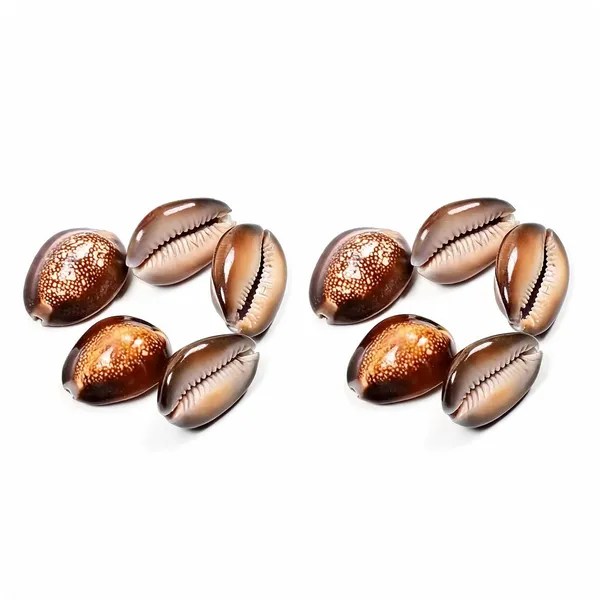 Astrobj_Brown_Cowrie_Shells_Set_Of_5_-_Pack_of_2