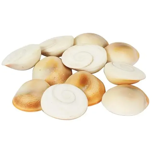 Astrobj_Gomti_Chakra_Energized_Shell_Set_Of_11_-_Pack_of_2