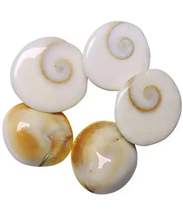 Astrobj_Gomti_Chakra_Energized_Shell_Set_Of_5_-_Pack_of_4